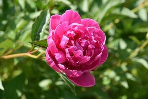 à la recherche dans le centre de une floraison foncé rose pivoine photo