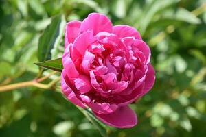 foncé rose pivoine floraison et épanouissement dans le été photo