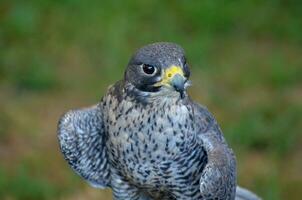 étourdissant photo de une mignonne faucon avec duveteux plumes