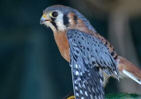 captivant photo de une sauvage faucon propagation ses ailes