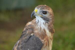 proche en haut photo de une sauvage faucon avec marron plumes