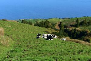 troupeau de vaches pâturage dans une herbe pâturage photo