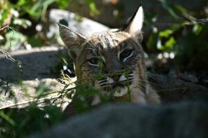 lynx peering par mauvaises herbes dans le sauvage photo