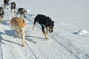 forcer équipe de traîneau chiens dans le hiver photo