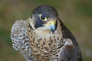 proche en haut photo de une sauvage faucon à la recherche vers le bas