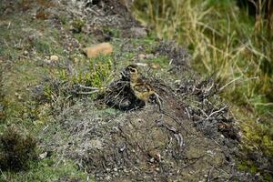 tétras poussin permanent grand sur une monticule sur landes photo