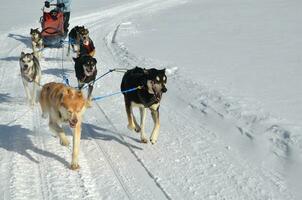 traîneau chiens avec froissé en haut nez dans Colorado photo