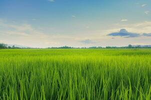 paysage de vert cultures et champ. riz champ avec le coucher du soleil et les terres agricoles dans Thaïlande. photo