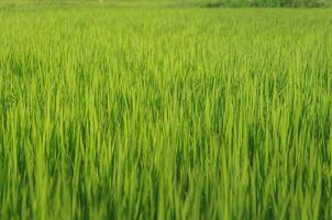 paysage de vert cultures et champ. riz champ avec le coucher du soleil et les terres agricoles dans Thaïlande. photo