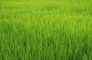 paysage de vert cultures et champ. riz champ avec le coucher du soleil et les terres agricoles dans Thaïlande. photo