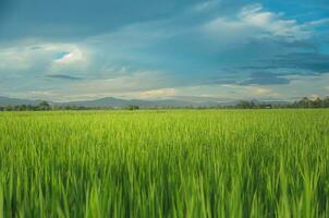 paysage de vert cultures et champ. riz champ avec le coucher du soleil et les terres agricoles dans Thaïlande. photo