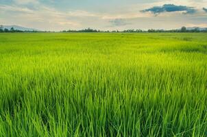 paysage de vert cultures et champ. riz champ avec le coucher du soleil et les terres agricoles dans Thaïlande. photo