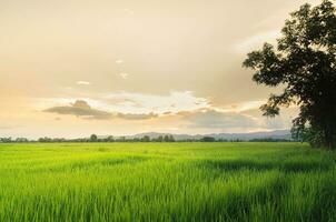 paysage de vert cultures et champ. riz champ avec le coucher du soleil et les terres agricoles dans Thaïlande. photo
