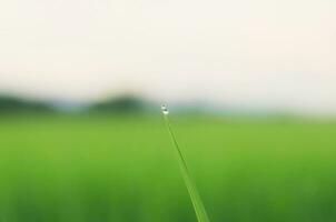 paysage de vert cultures et champ. riz champ avec le coucher du soleil et les terres agricoles dans Thaïlande. photo