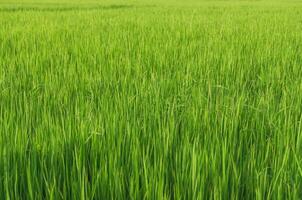 paysage de vert cultures et champ. riz champ avec le coucher du soleil et les terres agricoles dans Thaïlande. photo