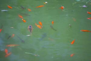 poisson rouge nager dans le vert l'eau de le étang. photo