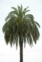 le Haut de une tropical paume arbre sur une blanc Contexte. photo