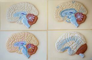 modèle de le Humain cerveau pour enseignement dans le médical classe. le structure de le cerveau. photo