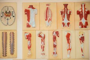 éducatif médical modèle de le structure de muscles et Humain organes. photo