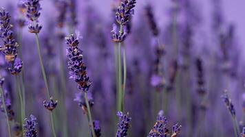 haute détail, fermer de lavande fleurs, isolé sur noir photo