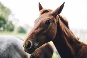 Jeune cheval portrait pâturage sur pâturage photo