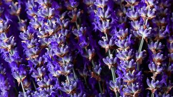 haute détail, fermer de lavande fleurs, isolé sur noir photo