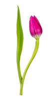 Célibataire tulipe fleur isolé sur blanc Contexte photo