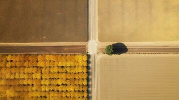 génératif ai, ferme l'automne paysage, agricole des champs, magnifique vert, jaune, Orange et beige campagne, pays route. la nature illustration, photoréaliste Haut vue drone. photo