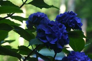 brillant foncé bleu hortensia fleurs épanouissement sur une buisson photo