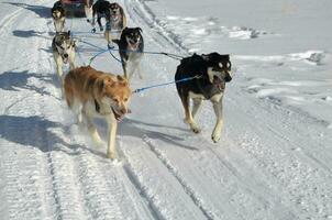 magnifique rauque traîneau chiens courses dans le hiver photo