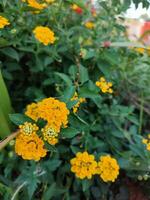 magnifique Jaune lantana urticoïdes fleurs épanouissement dans le jardin photo