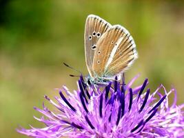 majestueux marron papillon sur vibrant macro fleur photo