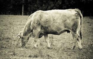 ancien sépia vache dans Prairie photo