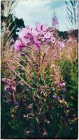 Montagne Floraison vif violet fleurs sauvages dans bokeh photo