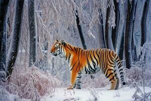 neigeux majesté une tigre dans le hiver forêt génératif ai photo