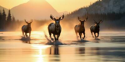 majestueux canadien hiver orignaux sur congelé lac. génératif ai. photo