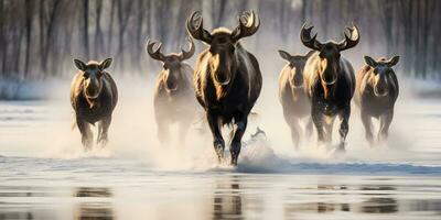 majestueux canadien hiver orignaux sur congelé lac. génératif ai. photo