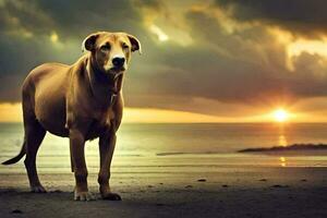 une chien permanent sur le plage à le coucher du soleil. généré par ai photo