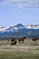 chevaux dans les rocheuses canadiennes photo