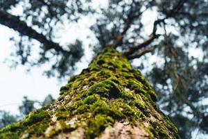 forêt d'été et la route dans la forêt photo