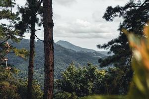 forêt d'été et la route dans la forêt photo