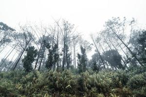 arbres et montagnes le jour de pluie photo