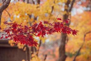 belles feuilles d'érable en automne, beau fond de congé d'automne photo