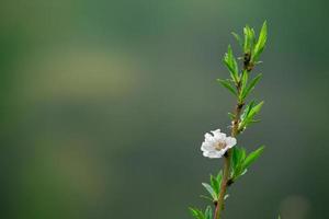 les fleurs blanches au ton printanier. belles fleurs dans la nature photo