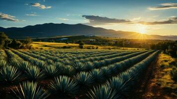 paysage avec le coucher du soleil et plantation de agave les plantes à produire Tequila dans Jalisco. photo