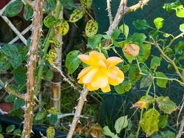 fermer de Jaune Rose dans une été jardin. le pétales miroiter dans le des rayons de le Soleil. photo