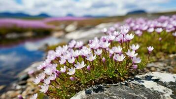 la nature Arctique toundra fleurs ai généré photo