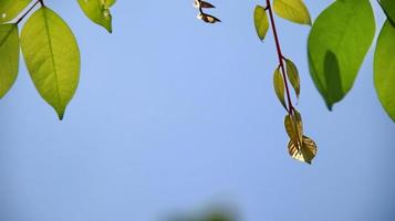 gros plan belle vue sur les feuilles vertes de la nature sur la verdure floue photo