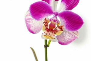 orchidée fleur. Contexte. ai génératif pro photo