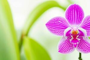 orchidée fleur. Contexte. ai génératif pro photo